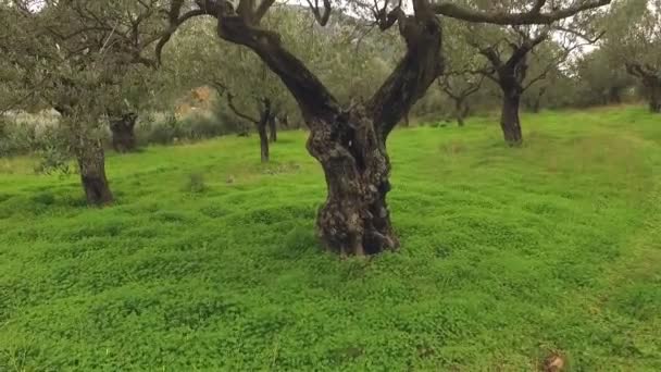 Aceitunas de madera en un jardín griego — Vídeo de stock