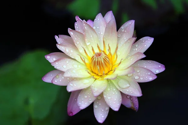 Светло-розовая ватерлилия, цветок лотоса, цветущий в пруду — стоковое фото