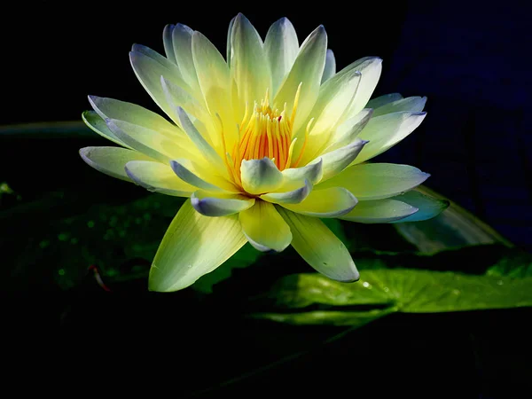 Waterlily Lotus in mixed color yellow and white — Stock Photo, Image