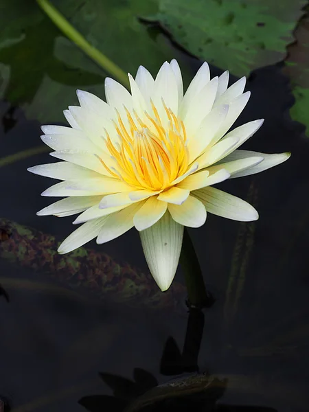 Closeup Waterlily Lotus misturado — Fotografia de Stock