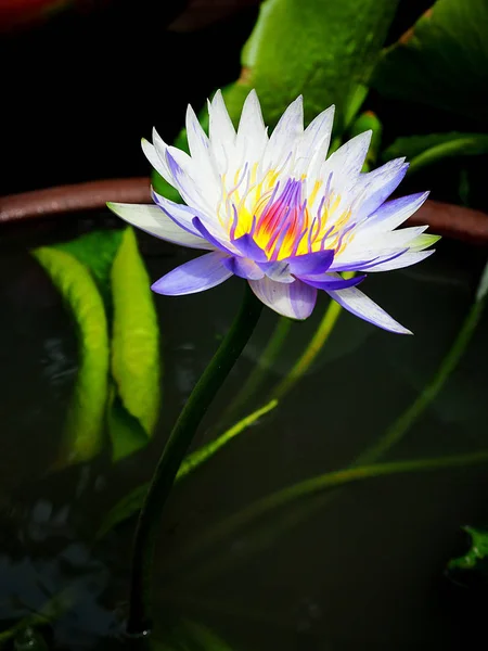 Primer plano de lujo Waterlily Lotus — Foto de Stock