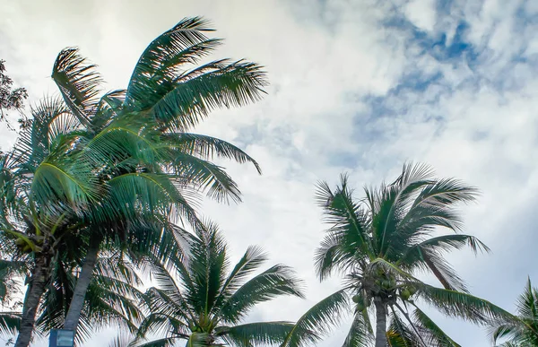 Кокосовые деревья и голубое небо, концепция фоновой текстуры . — стоковое фото