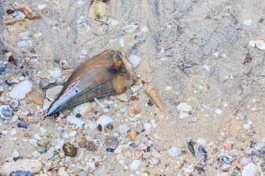 Doğal deniz kabukları üzerinde kum plaj
