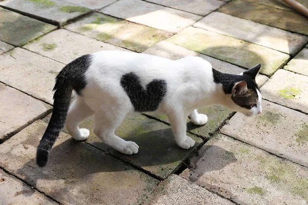 Cat with heart pattern — Stock Photo, Image