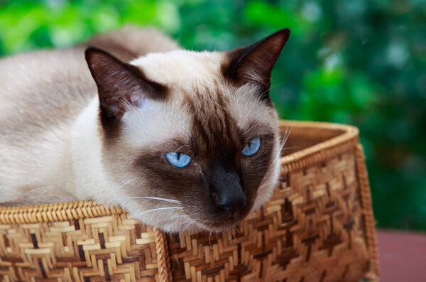 Siamese cat, with grey eyes, resting on a basket.