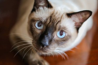 Siyam kedisi ya da mühür kahverengi kedi gri gözler, carpe üzerinde dinlenme