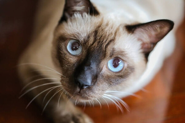 Siamese cat or seal brown cat with grey eyes, resting on a carpe