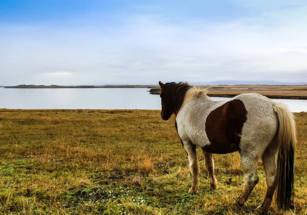 Islandský kůň stojící sám v davu — Stock fotografie