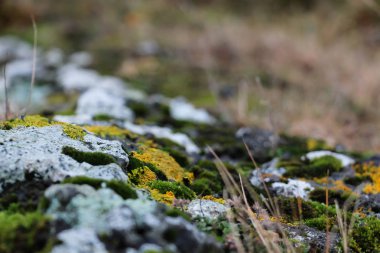 Yosun ve kırsal, İzlanda Hill'de çimlere taşla