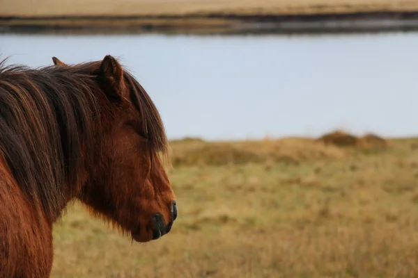 Islandský kůň stojící sám v davu — Stock fotografie