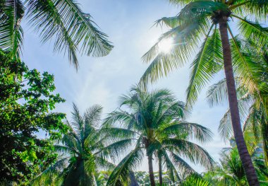 Hindistan cevizi ağaçları ve mavi gökyüzü, kavram için arka plan dokusu.