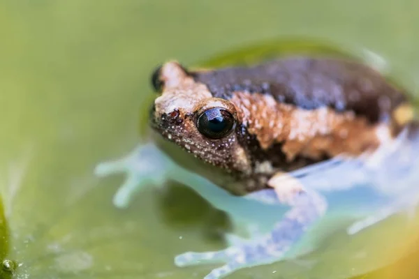 Полосатая лягушка на зеленом листе лотоса, в пруду . — стоковое фото