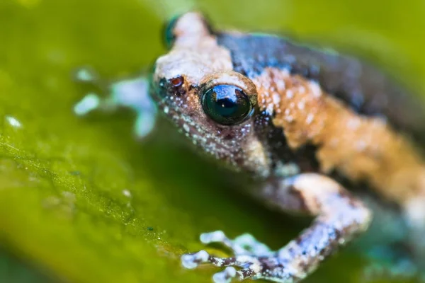 Пов'язана бичача жаба на зеленому листі лотоса, в ставку . — стокове фото
