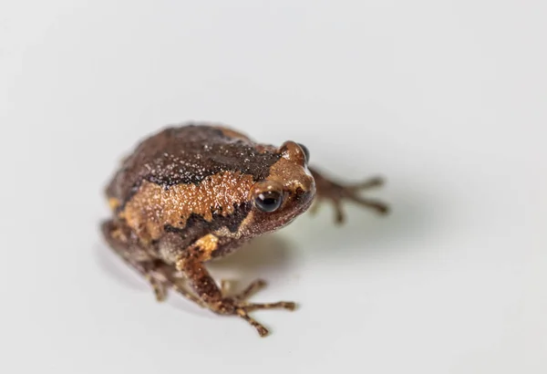 Gebänderter Stierfrosch auf grünem Lotusblatt, im Teich. — Stockfoto