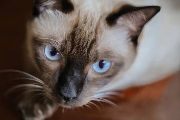 シャム猫や、カルペで休んで、灰色の目シール茶色猫 — ストック写真