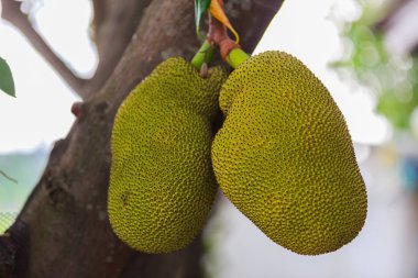 Nefesi nefesi ağaç bakış, bokeh backg kapatın
