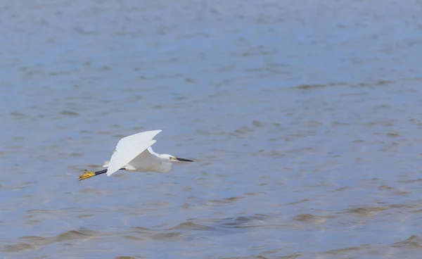 Egret voando sobre praia e ondas, oceano e fundo céu azul — Fotografia de Stock