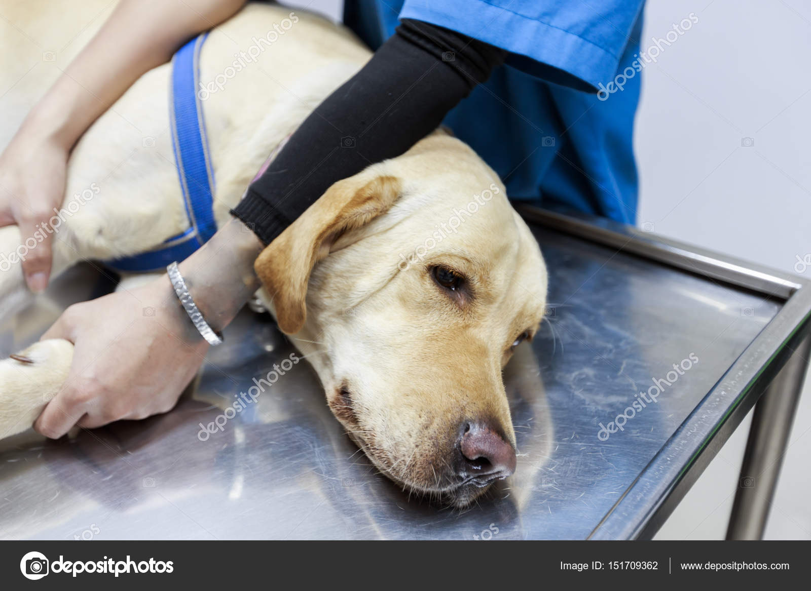 Veterinarian Examining and giving an IV to a sick Labrador dog. Stock Photo  by ©Bannrakbua 151709362