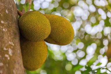Nefesi nefesi ağaç bakış, bokeh backg kapatın