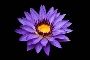 Siyah arka plan üzerine izole nilüfer veya lotus çiçek 