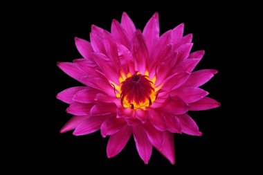 Siyah arka plan üzerine izole nilüfer veya lotus çiçek 