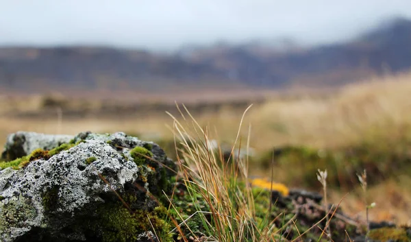 Rock z mchu i trawy na wzgórzu wsi, Islandia — Zdjęcie stockowe