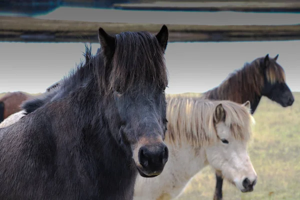Islandští koně stojící v poli — Stock fotografie