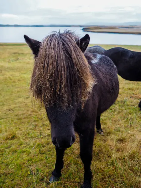 Ledovcový kůň v poli — Stock fotografie