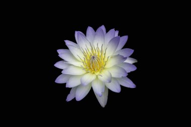 Nilüfer kadar kapatın veya lotus çiçeği üzerinde izole arka plan bulanıklık.