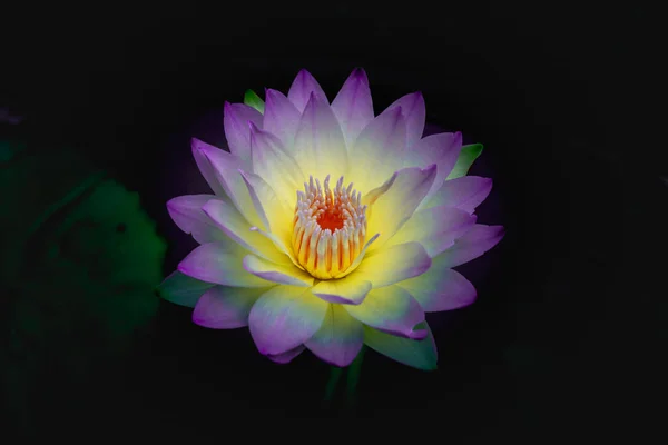Nilüfer kadar kapatın veya lotus çiçeği üzerinde izole arka plan bulanıklık. — Stok fotoğraf