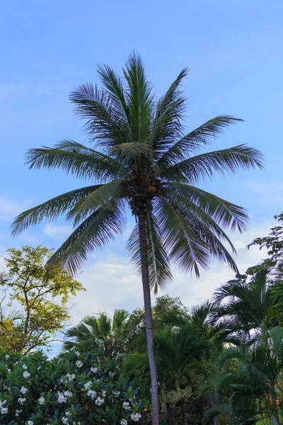 Árbol de coco y cielo azul en la playa, concepto de textura de fondo . — Foto de Stock