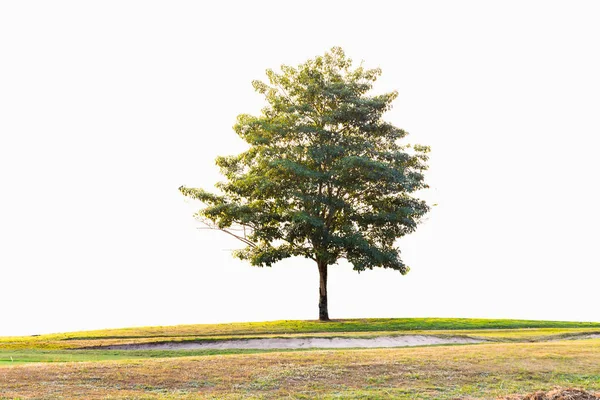 Bela árvore no campo de golfe, perto de verde e bunker, isolat — Fotografia de Stock