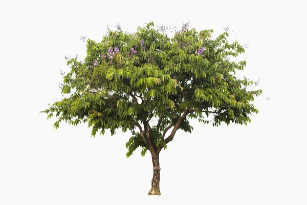 Beautiful tree with violet flower, isolated on white background. — Stock Photo, Image