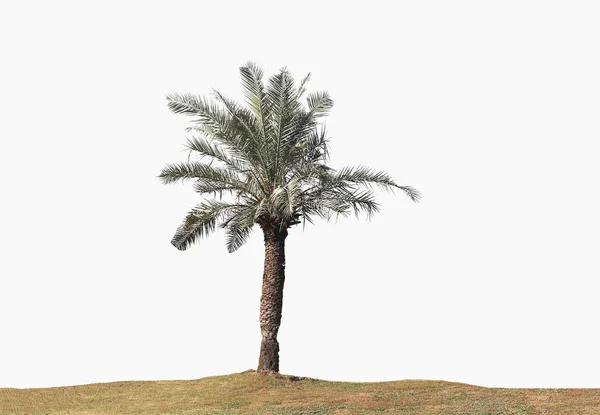 Пальма с землей, изолированная на белом фоне . — стоковое фото