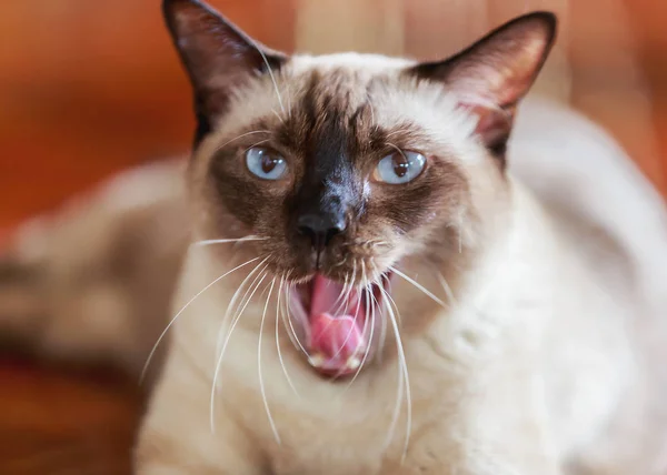 シャム猫や灰色の目シール茶色猫 — ストック写真