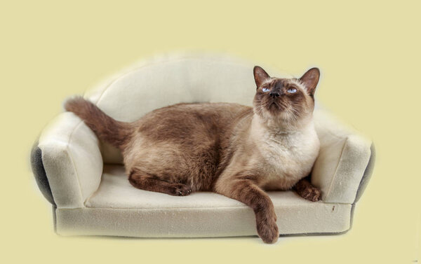 Siamese cat or seal brown cat with grey eyes, resting on bed.