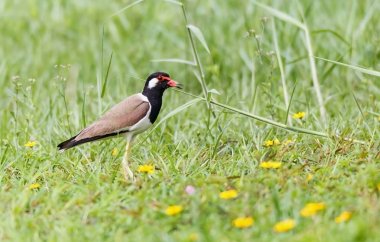 Kırmızı kız kuşu kuş, Bahçe, bulanık arka planda wattled.