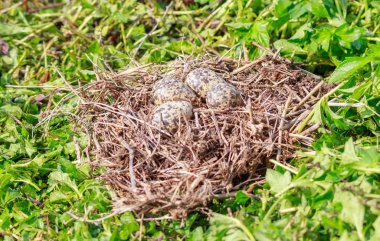 Birds Eggs in the nest, on green grass background. The Red wattled bird usually lays her egg on the meadow ground. clipart