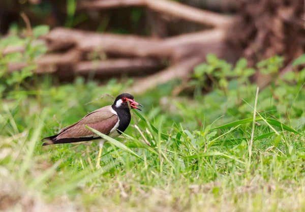 Vermelho wattled Lapwing pássaro, no jardim, fundo borrado . — Fotografia de Stock