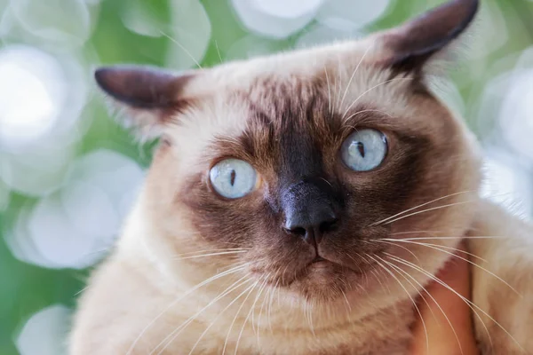 シャム猫や灰色の目シール茶色猫 — ストック写真