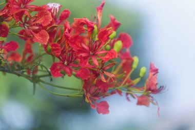 Görüntü arka plan üzerinde kırmızı tavuskuşu çiçek ağaç.