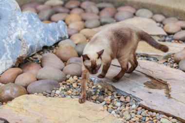 Siyam kedisi veya gri gözleri ile mühür kahverengi kedi