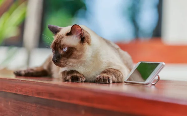 Gatto siamese o gatto foca marrone con gli occhi grigi, sdraiato accanto a smart — Foto Stock
