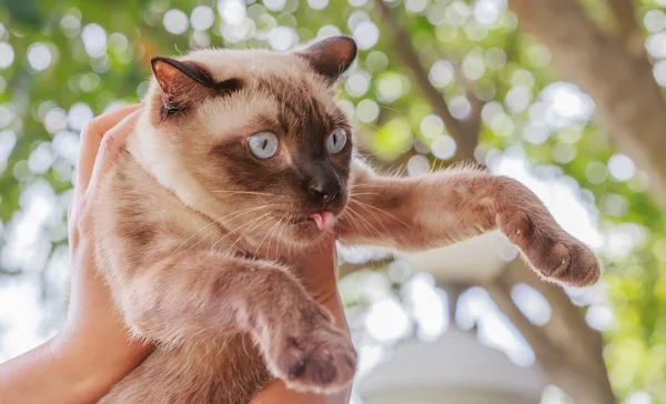 シャム猫や灰色の目シール茶色猫 — ストック写真