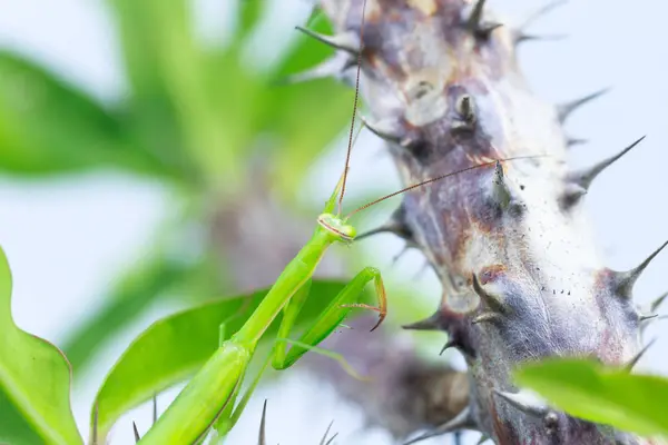 Зелений коник, вид збоку, висить на гілці корони з шипів, ізольований на білому тлі . — стокове фото