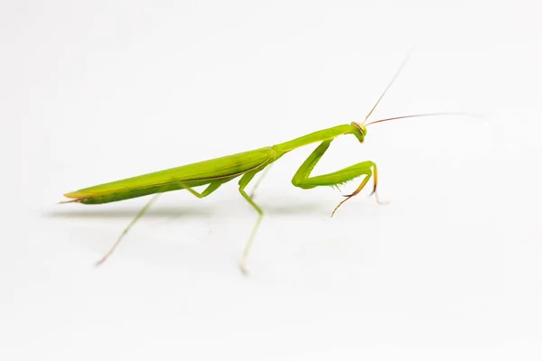 Cavalletta verde isolata su sfondo bianco. — Foto Stock