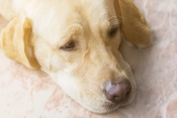 Cabeça de cão Labrador, fechada, cão castanho claro . — Fotografia de Stock