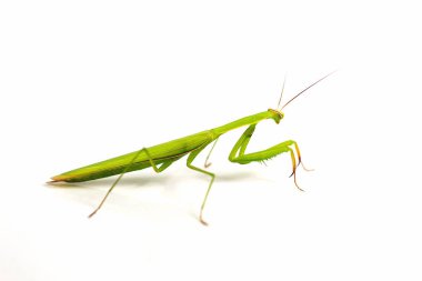 Beyaz arkaplanda izole edilmiş yeşil çekirge.