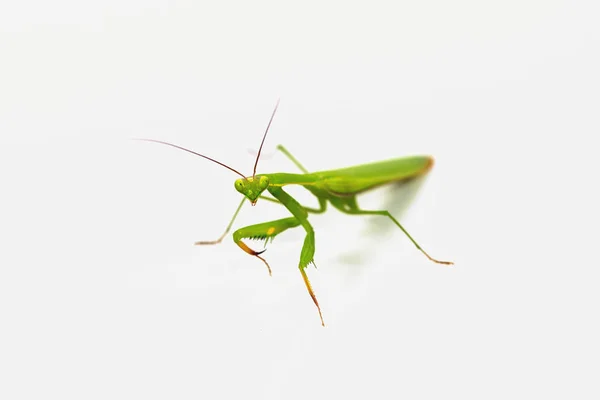 Grüne Heuschrecke isoliert auf weißem Hintergrund. — Stockfoto