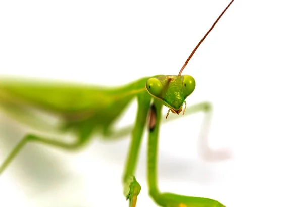 Зелений коник, лицьовий лицьовий фокус, ізольований на білому фоні — стокове фото